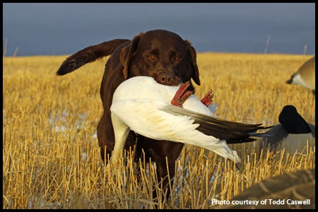 Benton Retriever Grounds